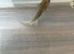 Gorgeous young axolotls for sale Lucy’s, albinos, goldens abd wilds