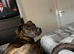 Rottweiler X staffie