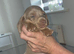 KC registered lilac MINATURE dachshunds