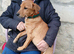 Chase boy waits for his family 7 months old. Lovely dog.