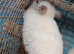 TWIN BOYS WHITE AND BEIGE JUST 3 MONTH OLD