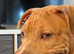 Staff x mastiff