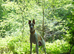 Well bred whippet pups