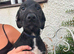 Female lurcher cross Labrador need a good home