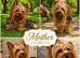READY! 11 weeks old Quality Mini Yorkshire Terrier