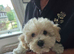 Poochon puppys