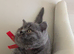Amazing British shorthair Blue kittens