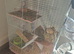 Full set up with x2 bonded russian dwarfs