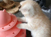 Mixed breed kittens .