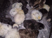 Silkie and serama chicks different colours