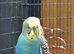 Adult breeding cock bird