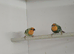 DNA pied sea green parrot finches for sale
