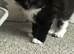 Long haired male tuxedo