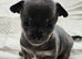 x5 Smoothcoat Chihuahuas for sale