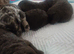 Extensively health tested parents! f1b mini cockapoo