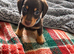 Beautiful happy and healthy chocolate and cream dachshund puppies