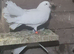 White fantail doves