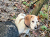 Beagle looking for new
