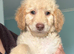 F1B MINI GOLDENDOODLE PUPPIES – READY NOW