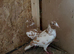 Racing 2 pigeons for sale