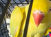 Yellow indian ringneck