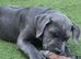 14 week old cane corso male
