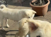 Japanese Akita Inu