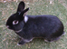 Male black rabbit