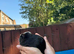 9 week old boy guinea pigs