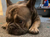 Popeye the French bulldog