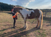 13.2h Gypsy cob gelding