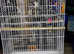 Bird cages