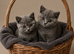 Rehome British Shorthair cats