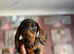2 x Miniature Dachshund