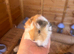 Peruvian Guineapigs