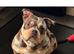 Male pocket American bully cross
