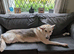 German shepherd x husky