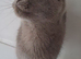 Stunning Bella looking for a loving home.