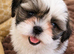 Pure Bred Shih Tsu boy puppies