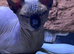 Tica registered Entire Male spynx