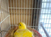 Pair of yellow canaries for sale