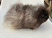 Adult Swiss boar