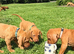 READY NOW - Beautiful KC registered Hungarian vizsla puppies