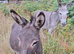 3 donkeys for sale
