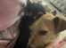 Jack Russell’s