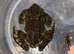 Mossy Frog For Sale Possible Female or could be Male.