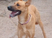 Rescue dogs searching for their furever homes