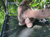 Adult female blue cream