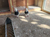 Pair of iranian pigeons