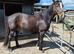SHIRE X SPORTS HORSE - PRICE REDUCED!
